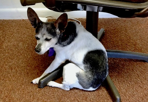 dog dementia symptoms