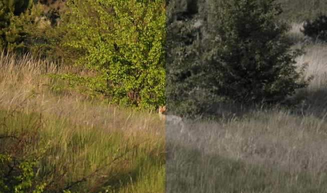 what colors can dogs see