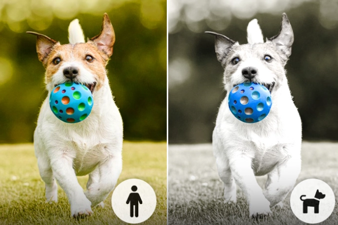 can dogs see in the dark