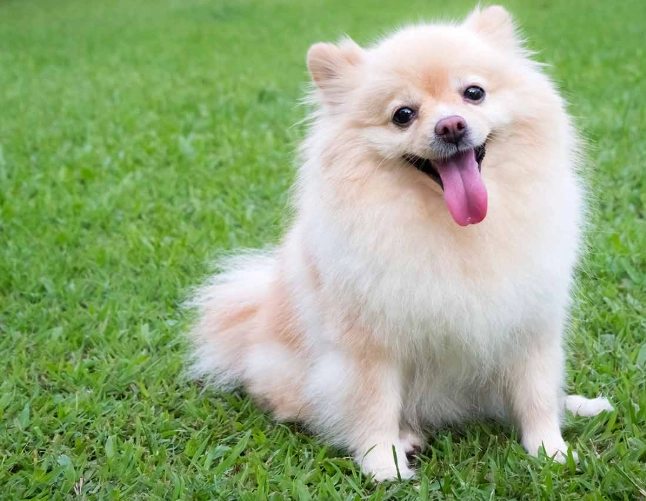 benadryl dosage for dogs