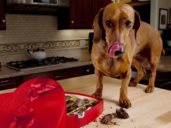 theobromine toxicity dog