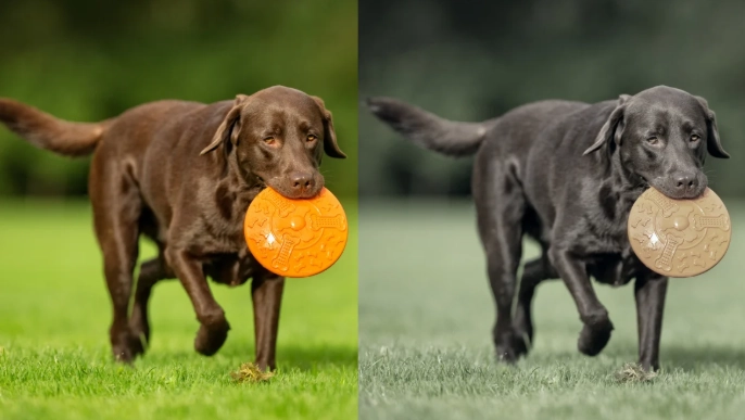 what colors can dogs see