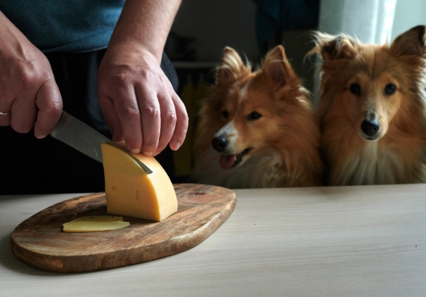 can dogs eat cheese