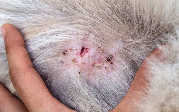 food allergies in dogs food allergies in dogs