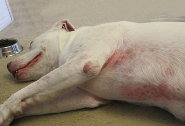 dog skin allergies dog skin allergies