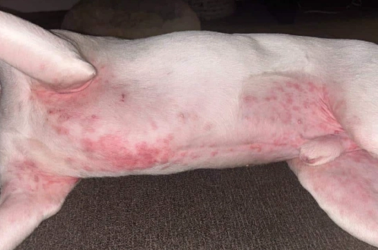 dog itchy skin dog itchy skin