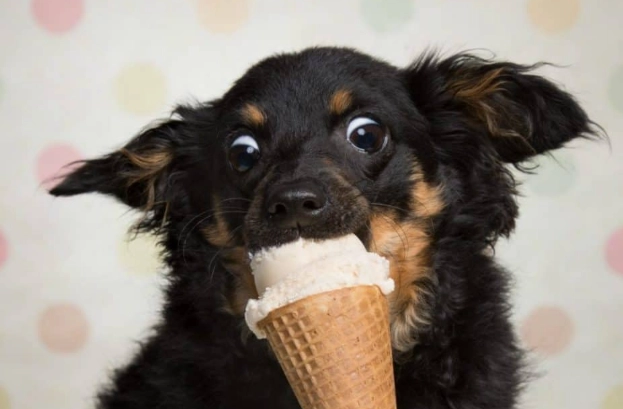 dog safe ice cream
