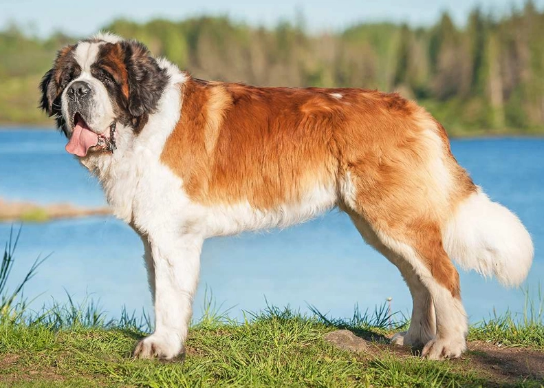saint bernard dog