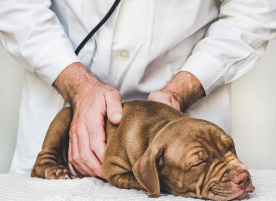 distemper in dogs treatment