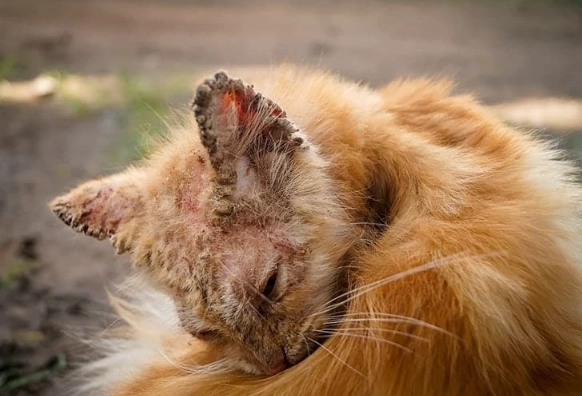 demodectic mange cats