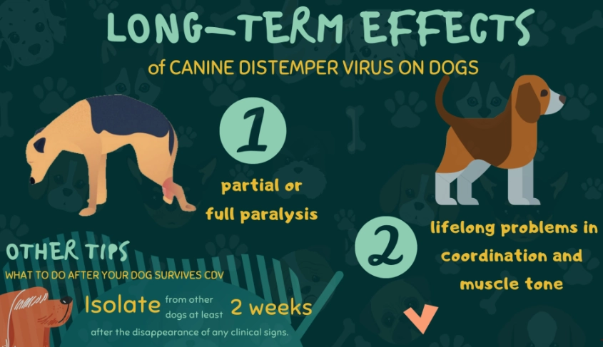 canine distemper vaccine