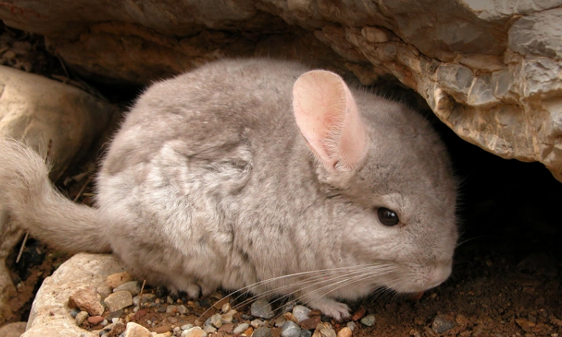 chinchilla lifespan