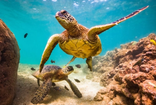 how long do turtles live