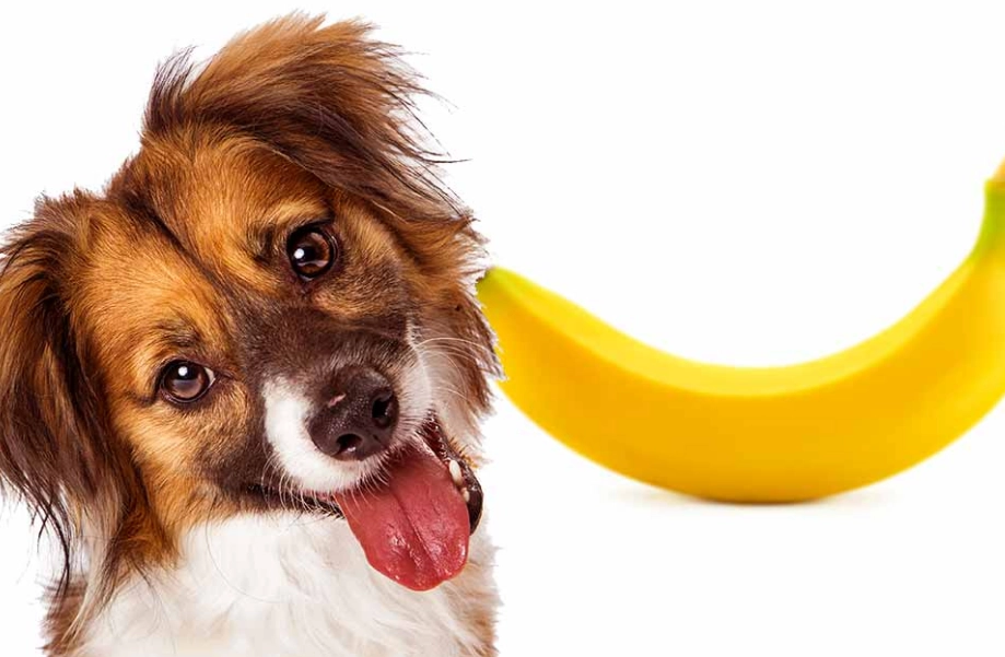 feeding bananas to dogs feeding bananas to dogs