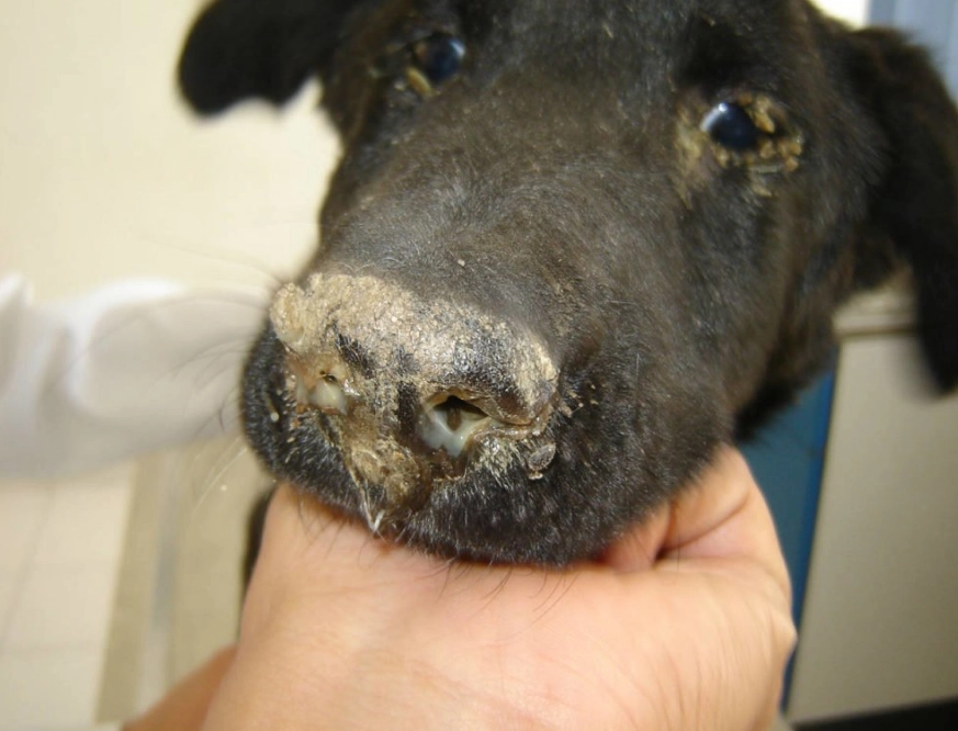 distemper in dogs treatment