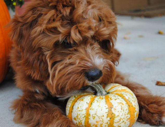 pumpkin for dogs