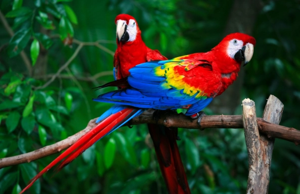 parrot care tips