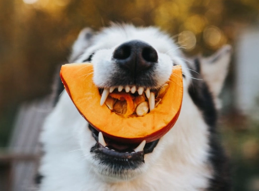 benefits of pumpkin for dogs