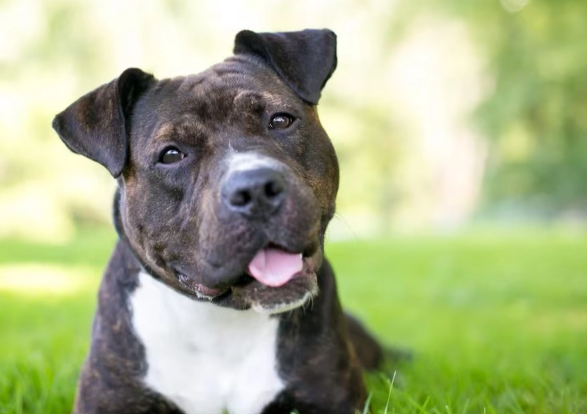 pit bull terrier temperament