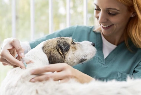 dhpp vaccine for dogs