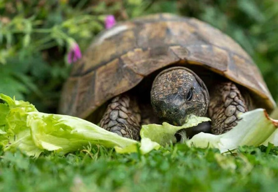 what turtle can eat