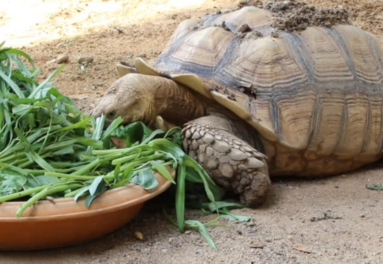 what can turtles eat