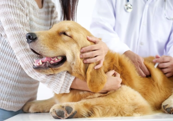 dog vaccination side effects