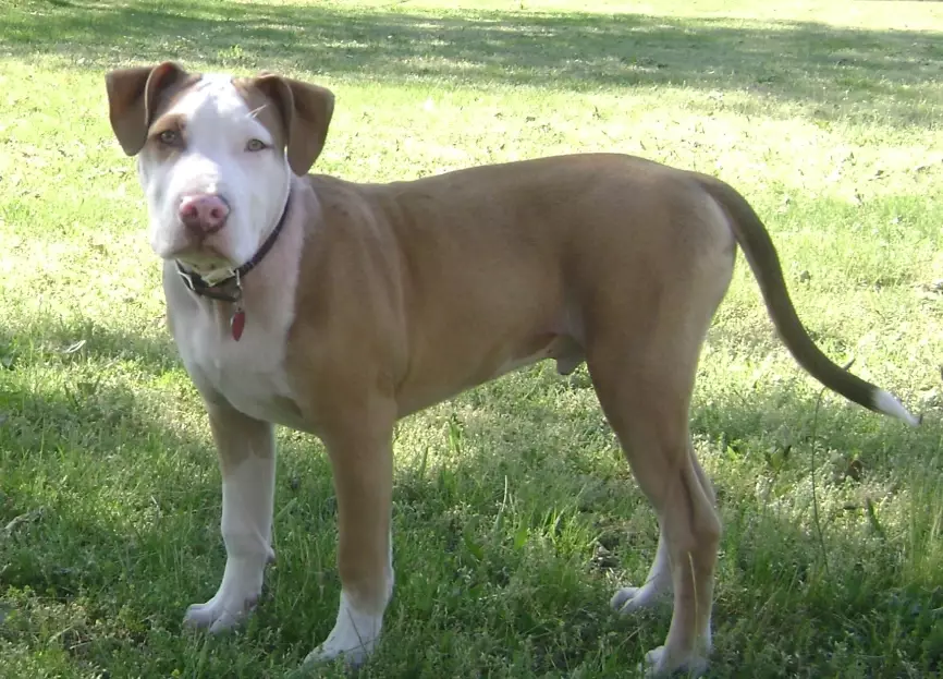 are pit bulls dangerous