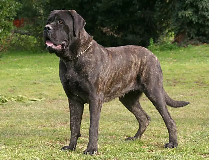 english mastiff size