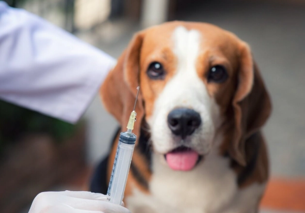 dhpp vaccine schedule