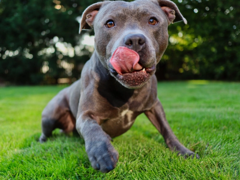 pit bull terrier care