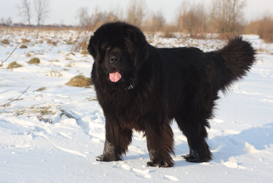 newfoundland dog care