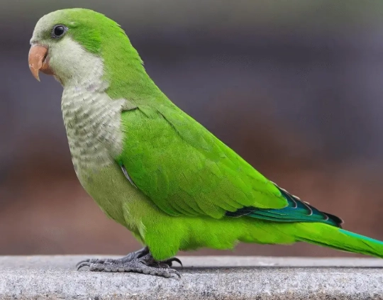 how long do parrots live