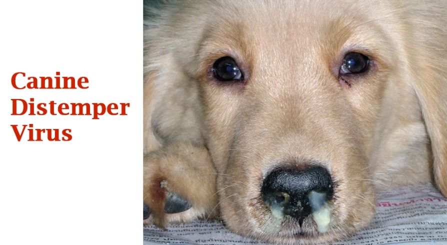 canine distemper symptoms