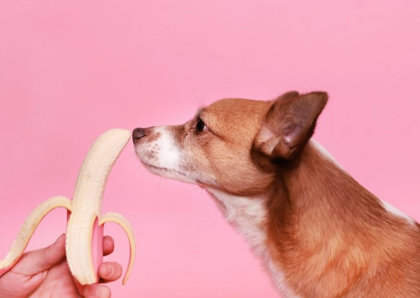 can dogs eat bananas can dogs eat bananas