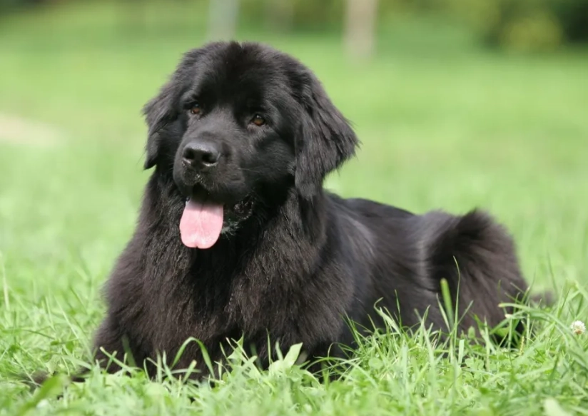 newfoundland dog size