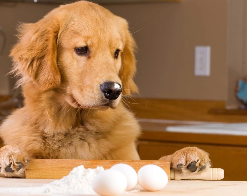 feeding eggs to dogs
