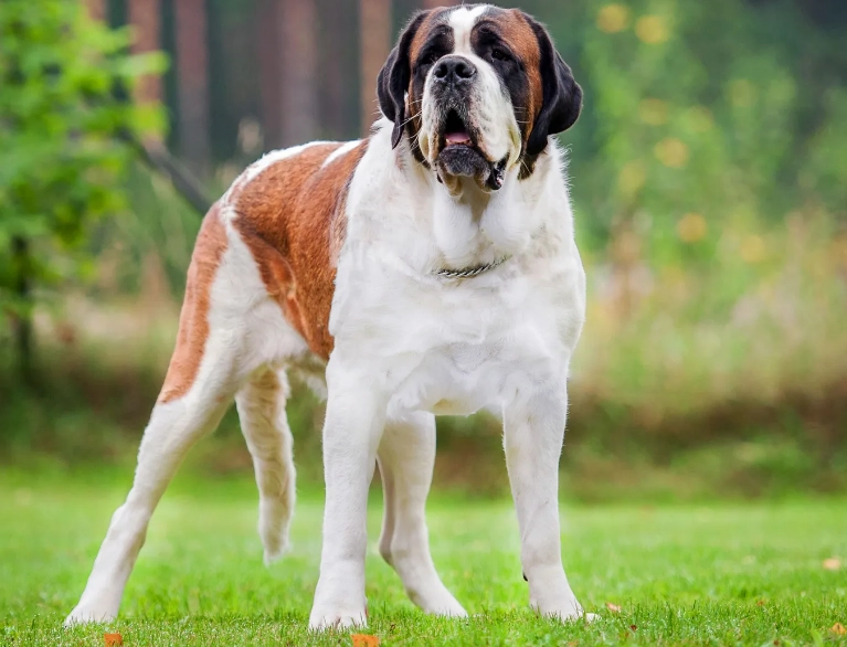 saint bernard care guide
