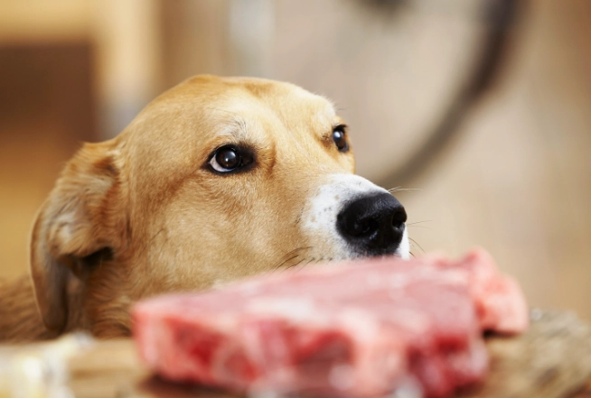 feeding maize to dogs