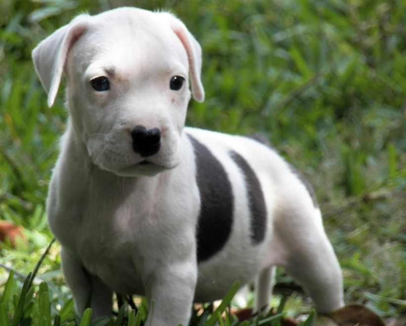 are pit bulls dangerous