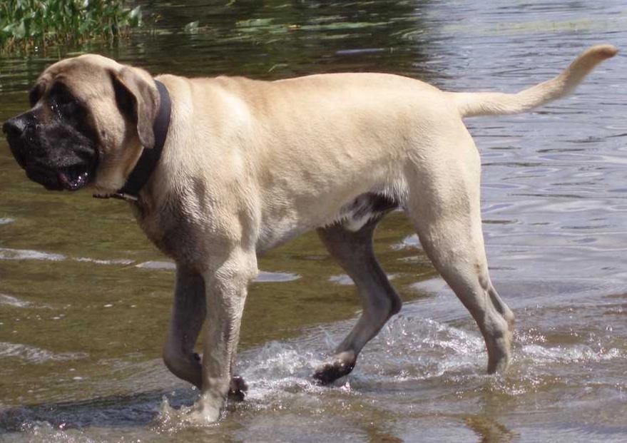 english mastiff size