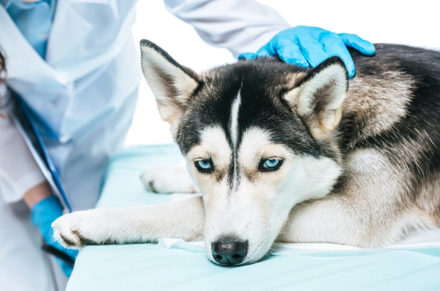 canine distemper symptoms