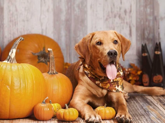 is pumpkin good for dogs