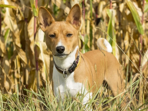feeding maize to dogs