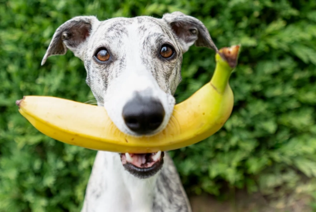 bananas for dogs bananas for dogs