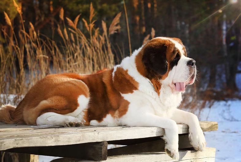saint bernard care guide