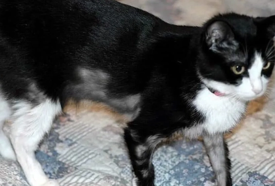 demodectic mange cats