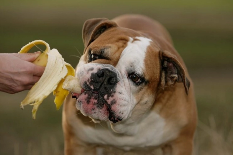 feeding bananas to dogs feeding bananas to dogs