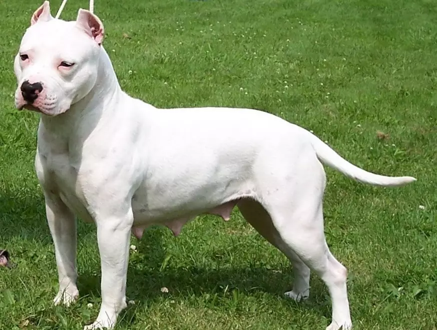 pit bull terrier care