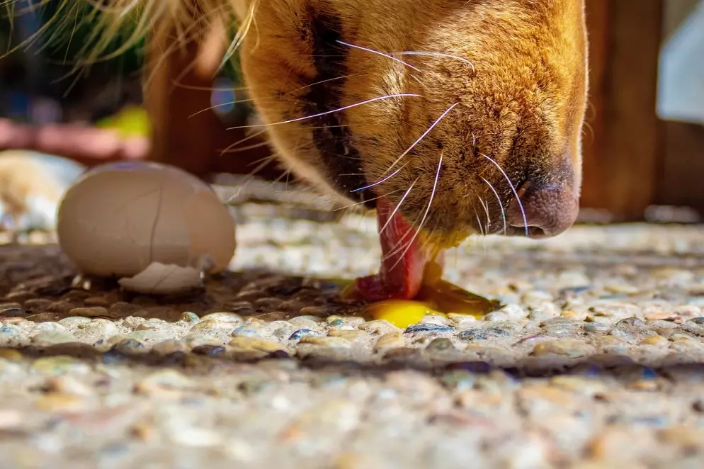 eggs for dogs